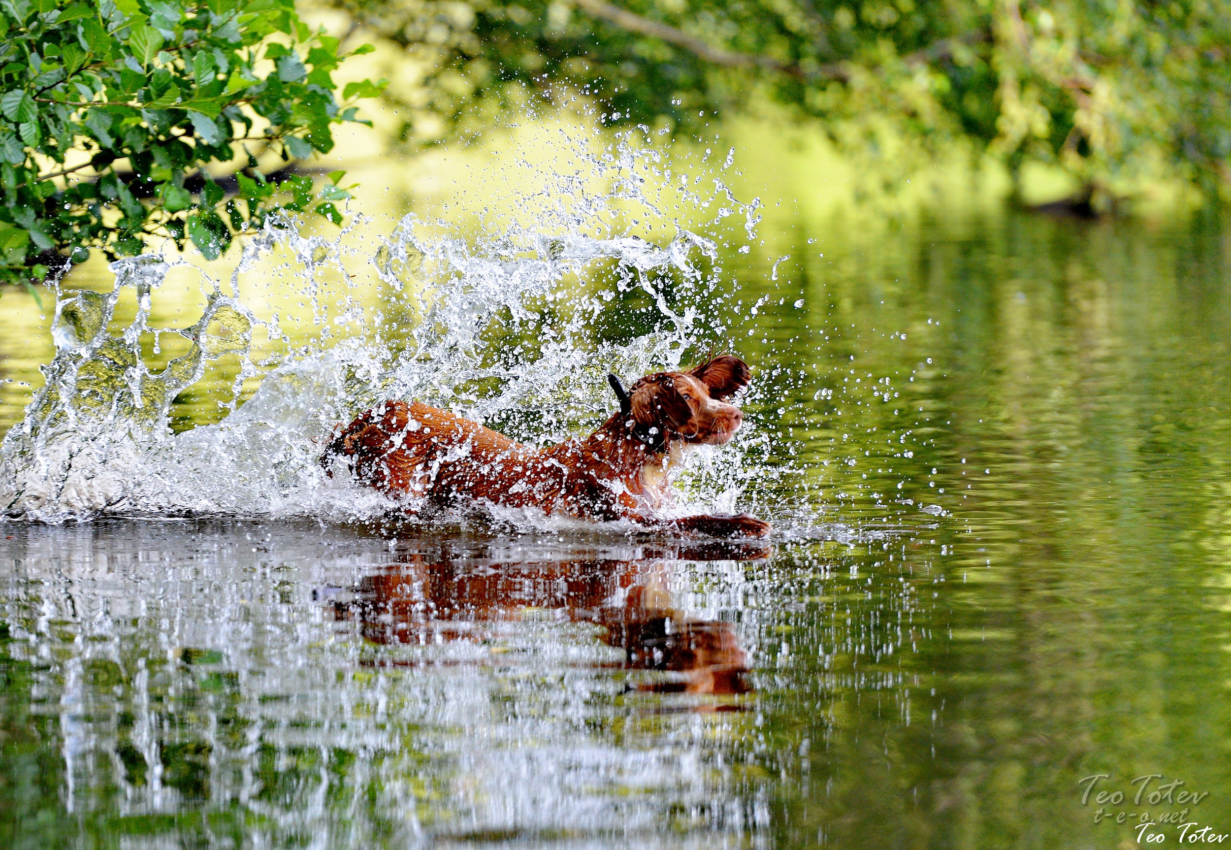 Dog Jumping in Water