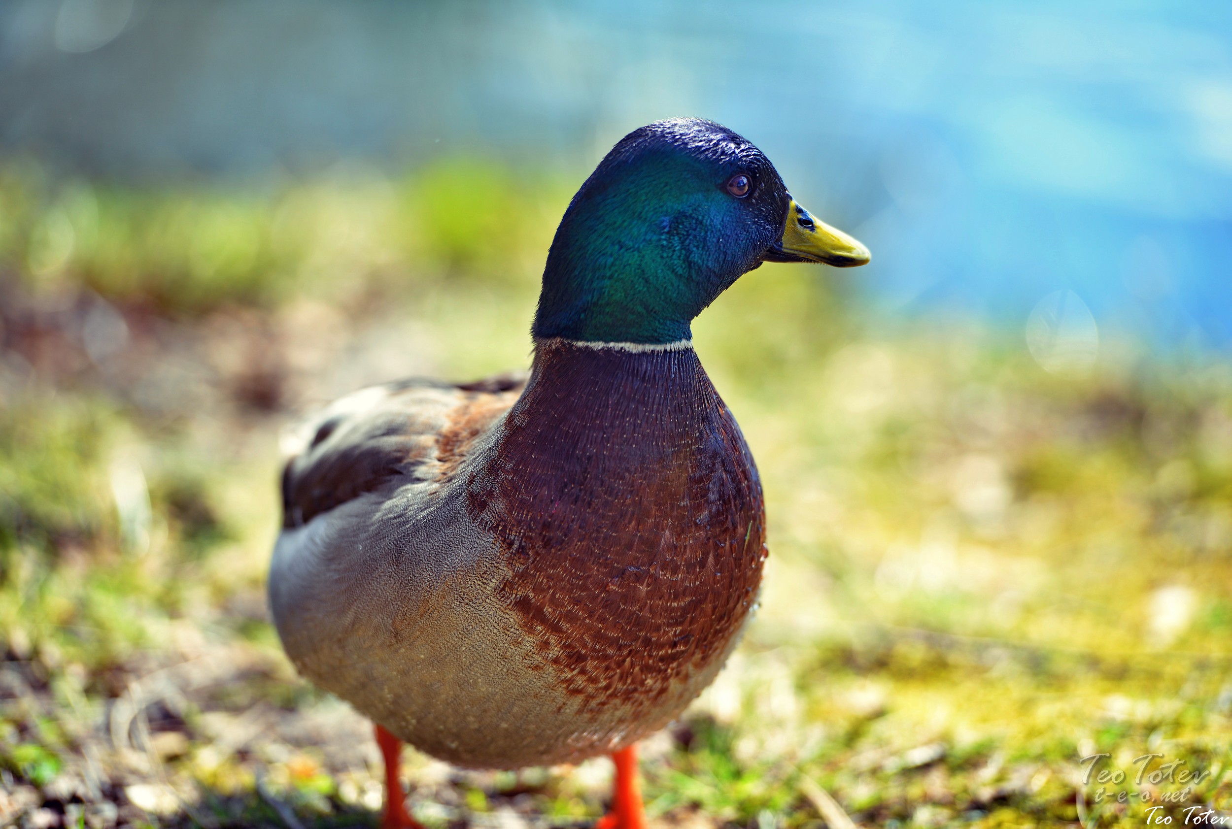Duck Portrait