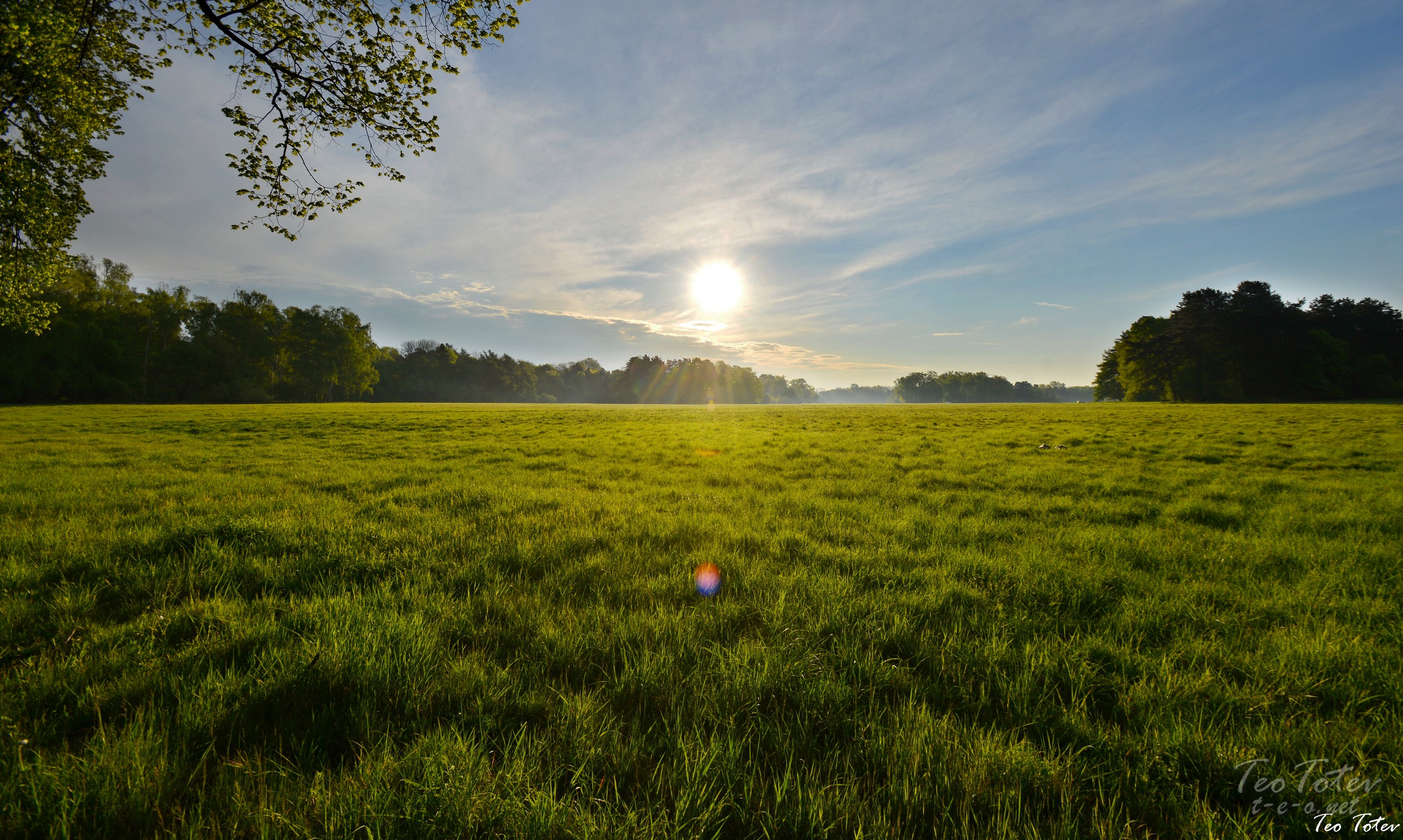 Morning Sun over the grass