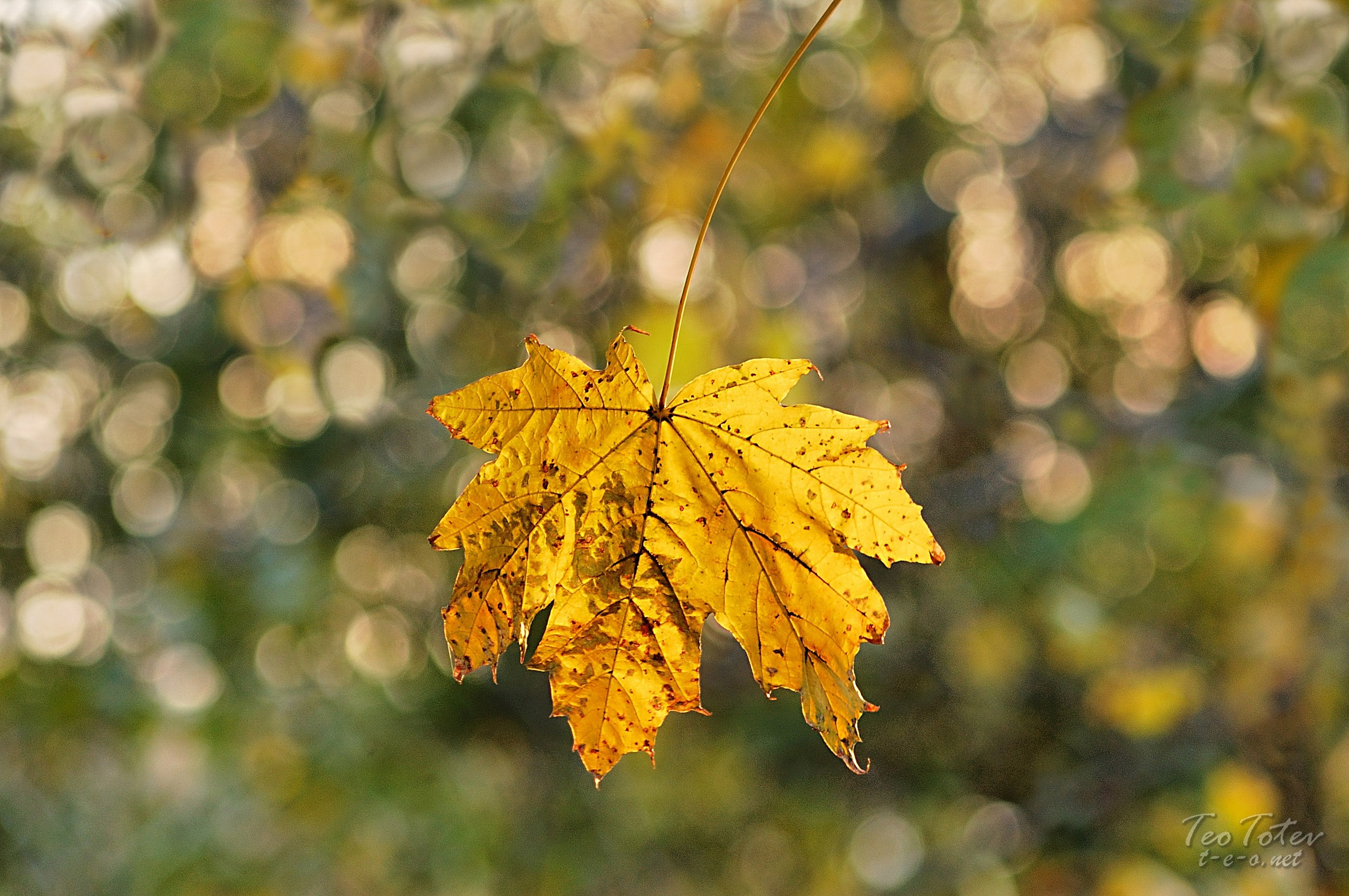 Nature Phtographer UK