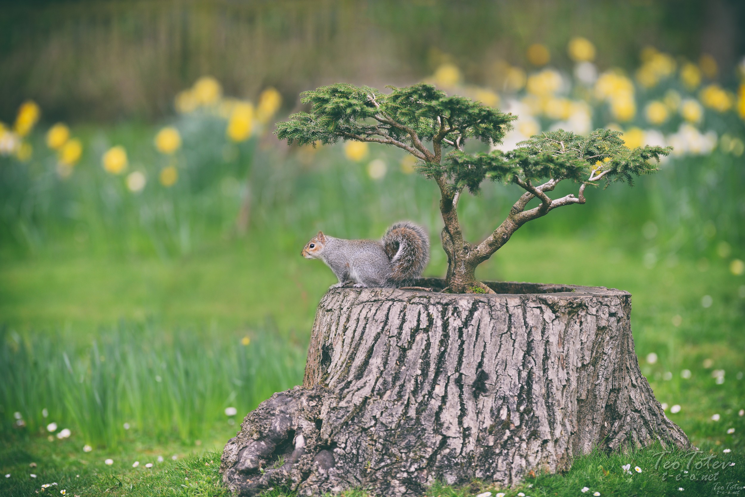 Squirrel in Kyoto Garden