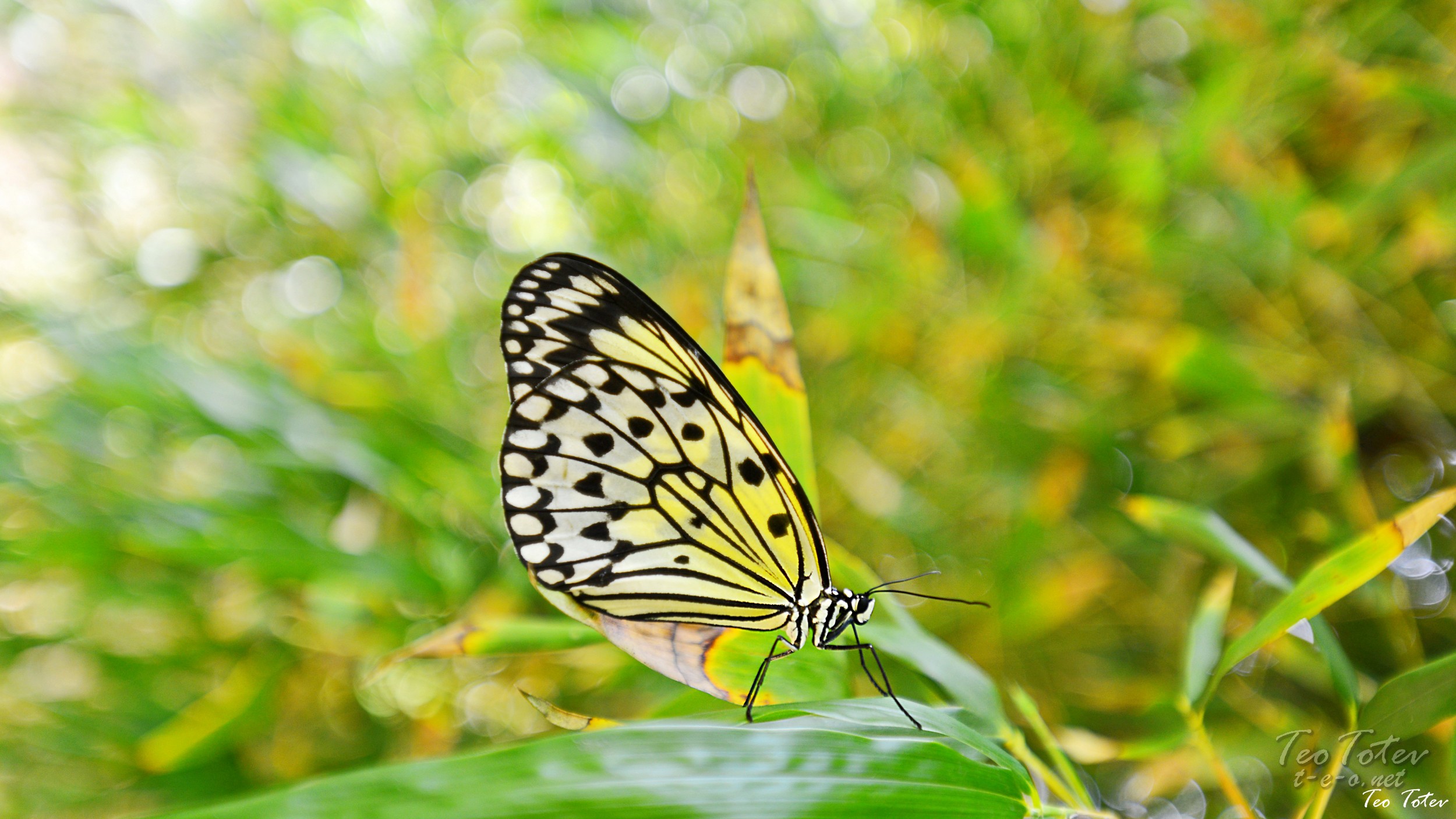 UK Wildlife Photographer