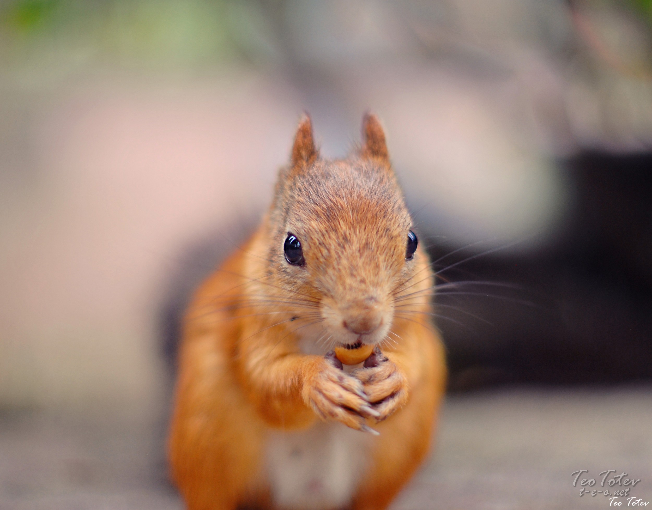 British wildlife photographer