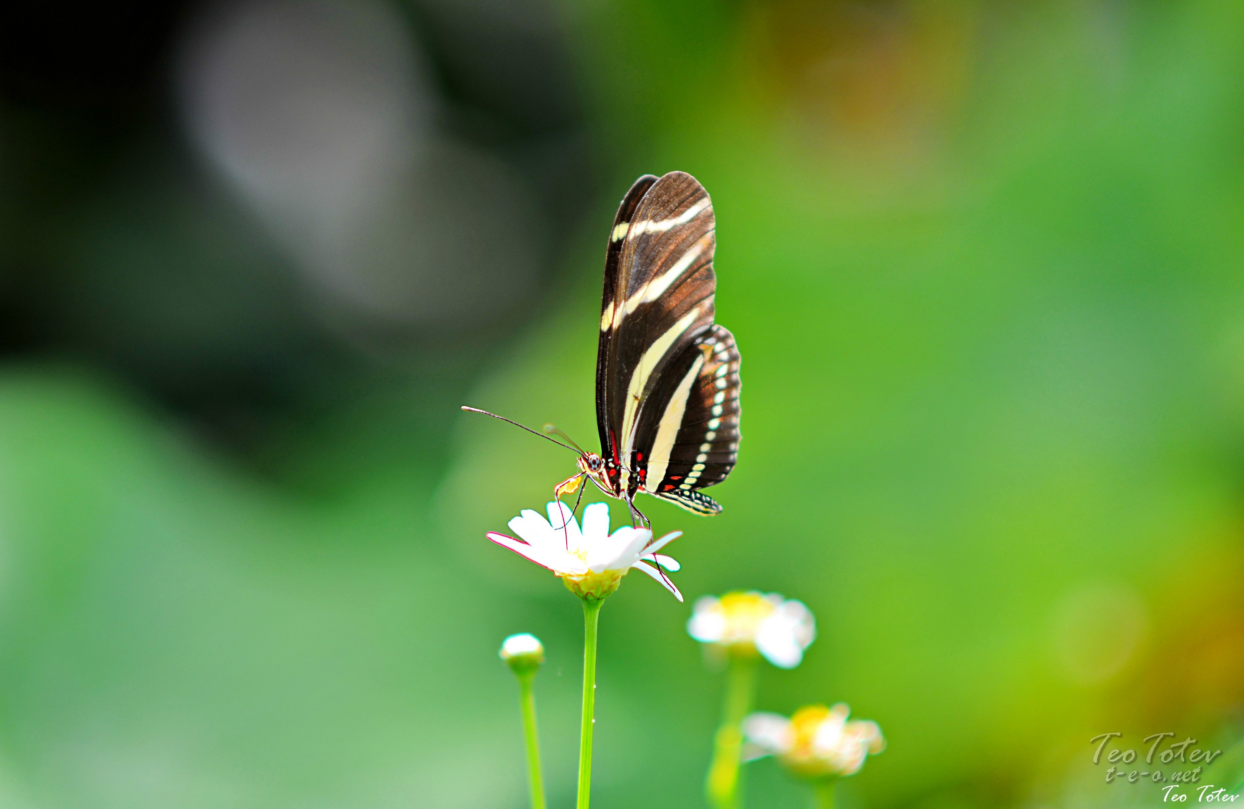British wildlife photography