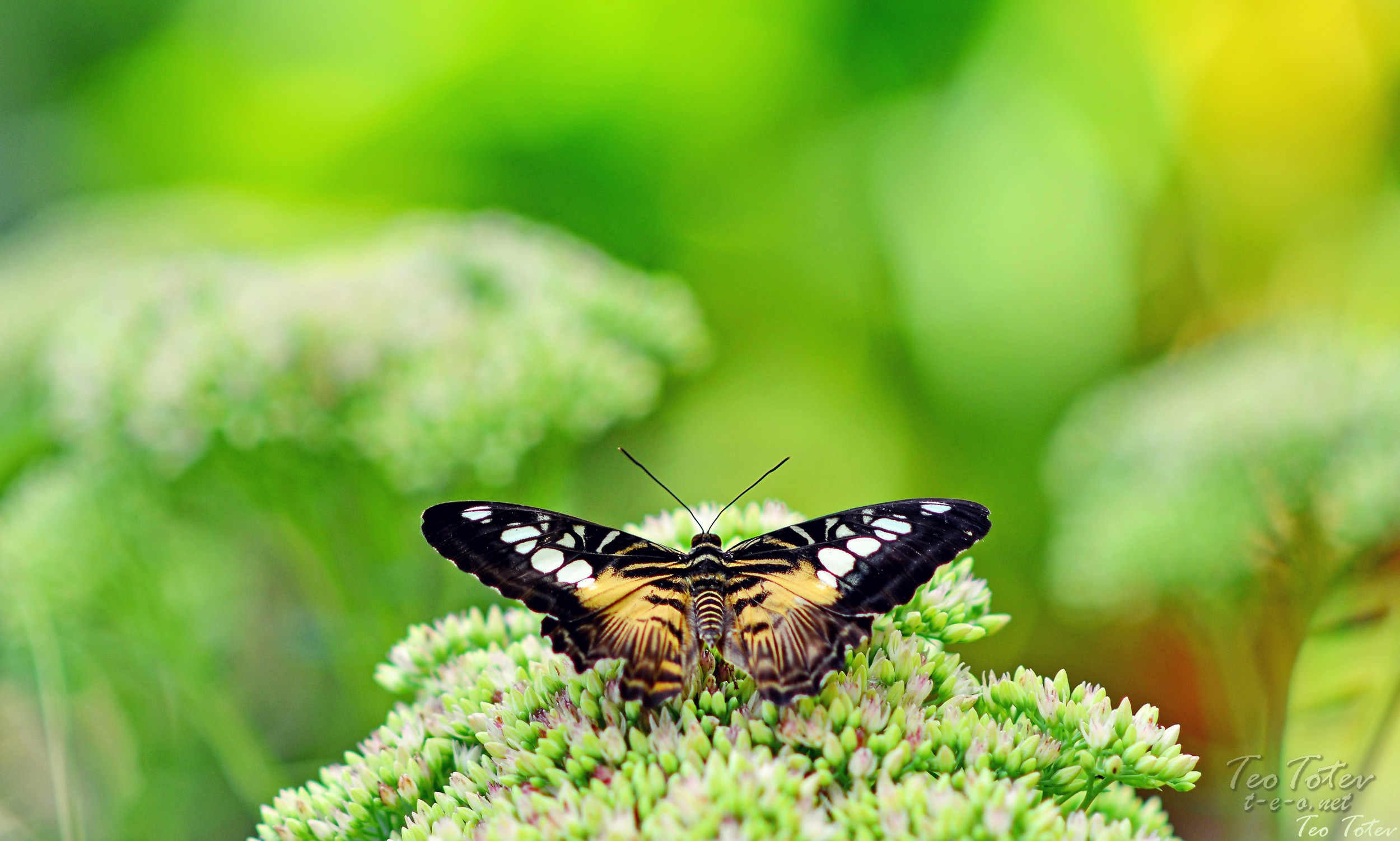 British wildlife pictures
