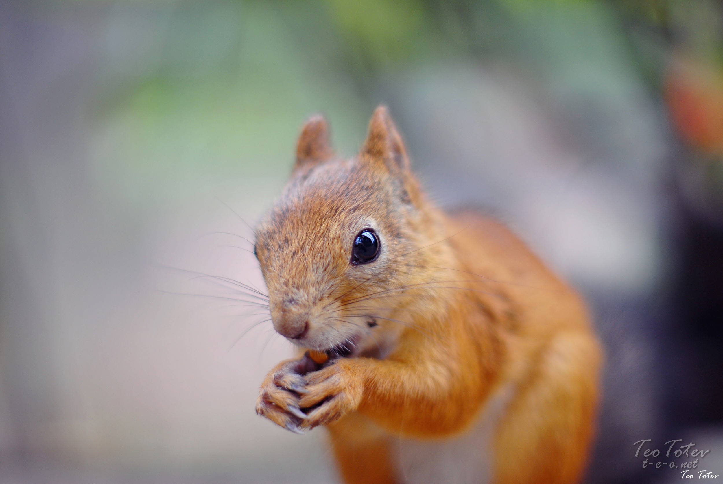 wildlife photographers uk