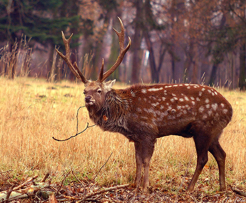 Wildlife
